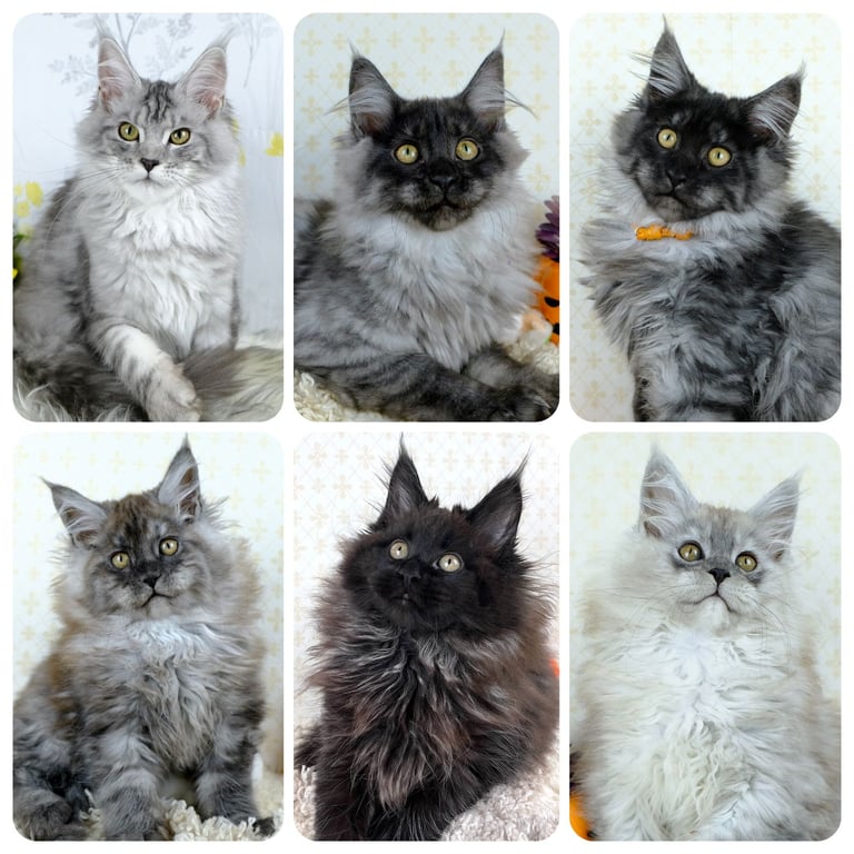TICA registered Maine coon kittens Ready Now