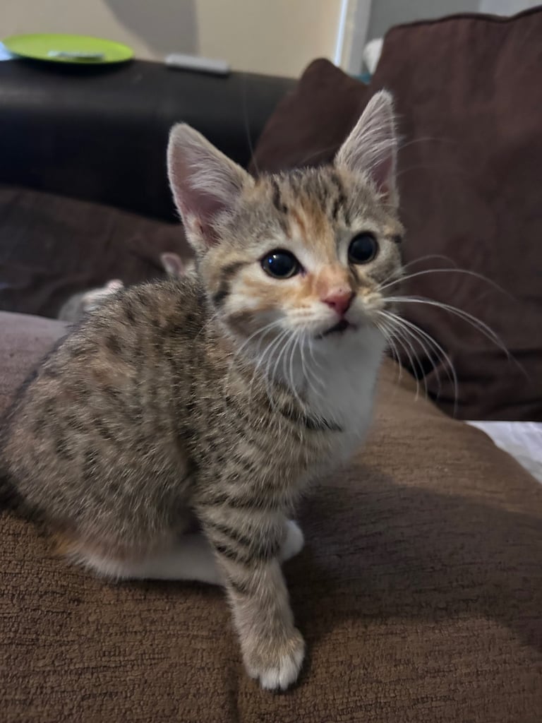 Female kittens ready for their forever homes 