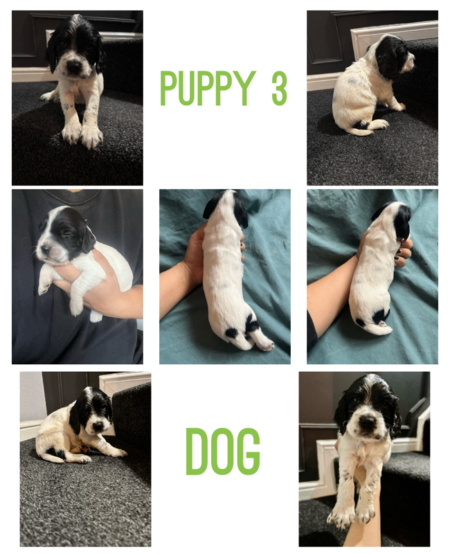 Pups for sale