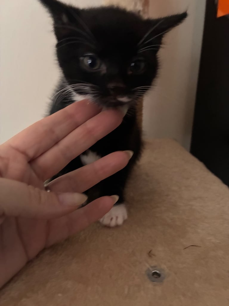 Kittens for sale 