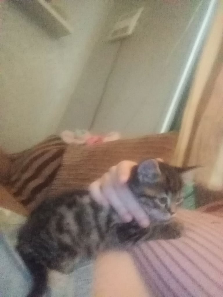 Black fluffy kitten tabby kitten 