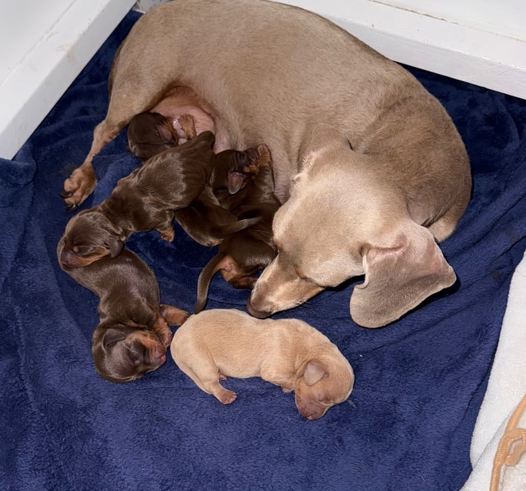 KC Miniature Daschund 1 Girl Available 