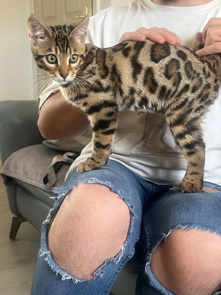 Bengal kittens 16 weeks 