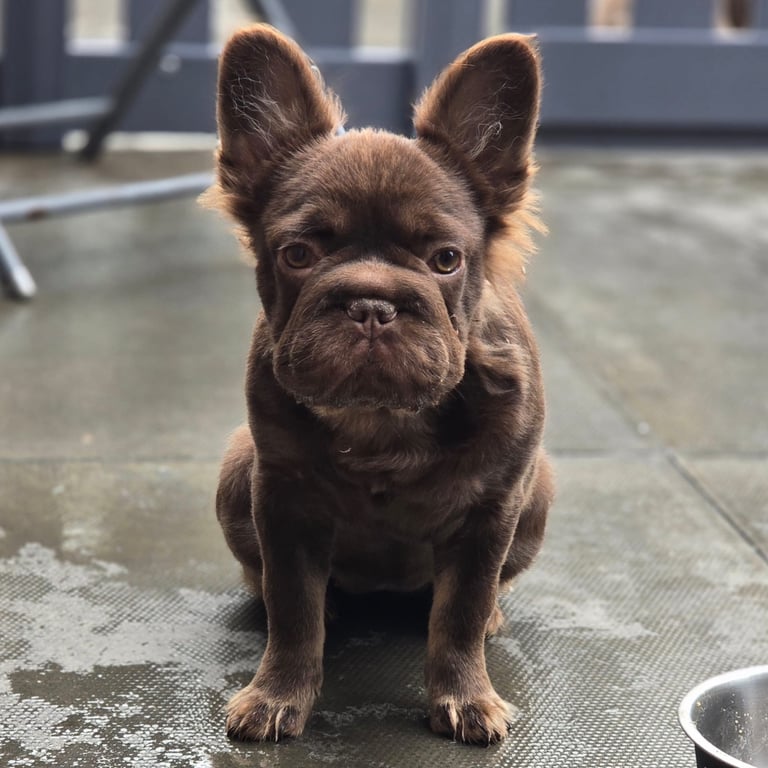 Dogs in Blairgowrie, Perth and Kinross Pets Gumtree