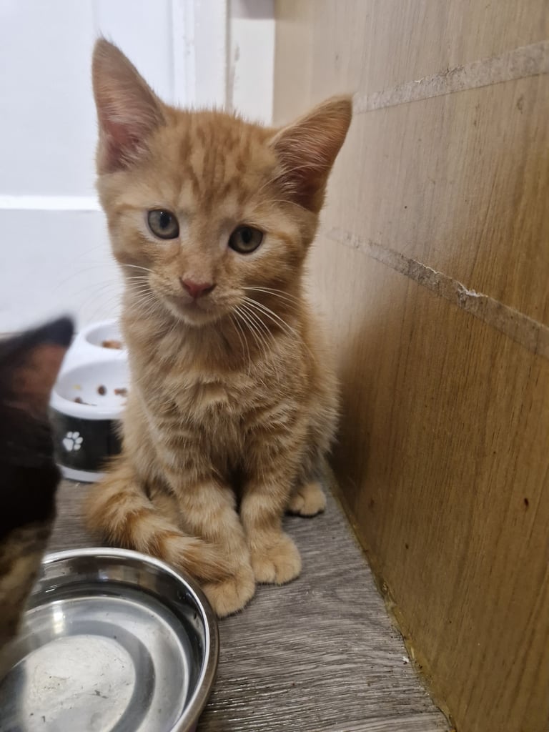 Georgous male mixed breed ginger kitten