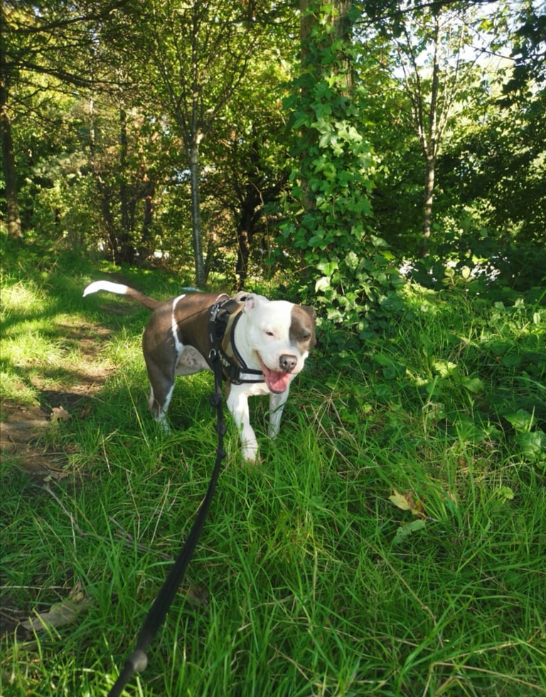 Lauren's Walkies - Dunfermline Dog Walks