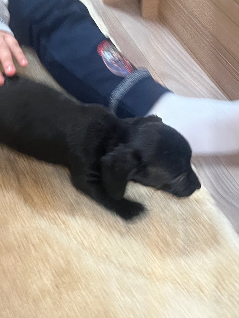 Miniature dachshund puppy