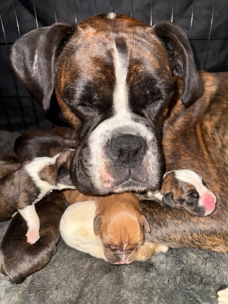 Beautiful boxer puppies 