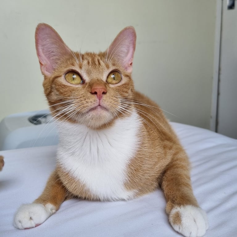 Little Kitty  - a Boy