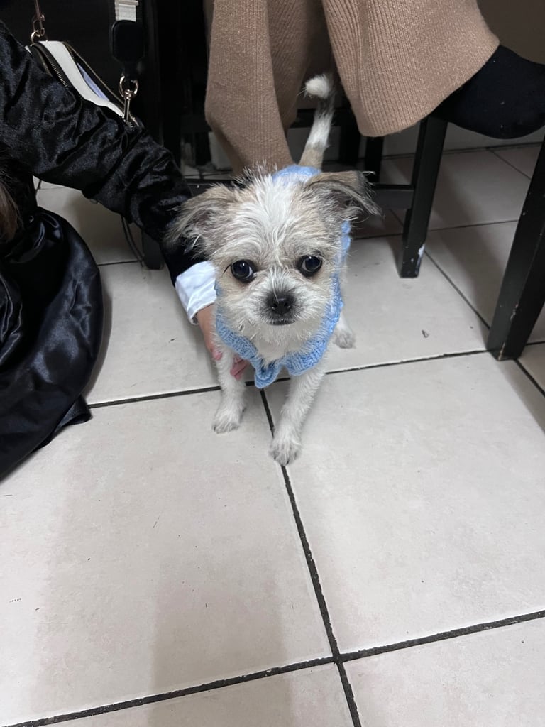 Female puppy