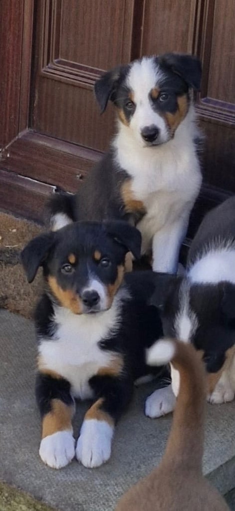Female BorderCollie pups