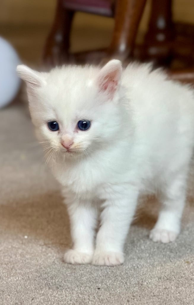 image for Rag-doll and maine coon( 5 kittens available) 