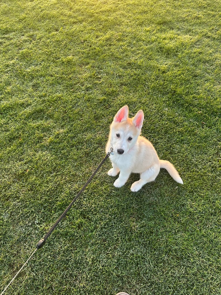10week old German Shepard/ husky 