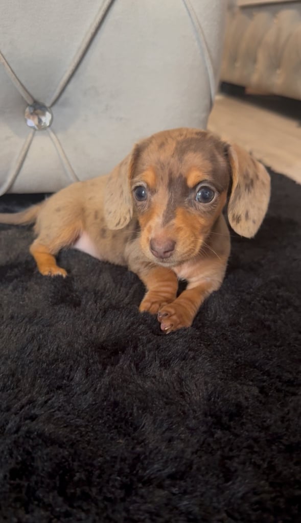 **ready for there new home *5 beautiful miniature dachshunds girls 