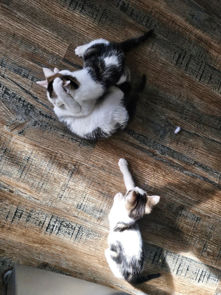 Kittens ready to go now