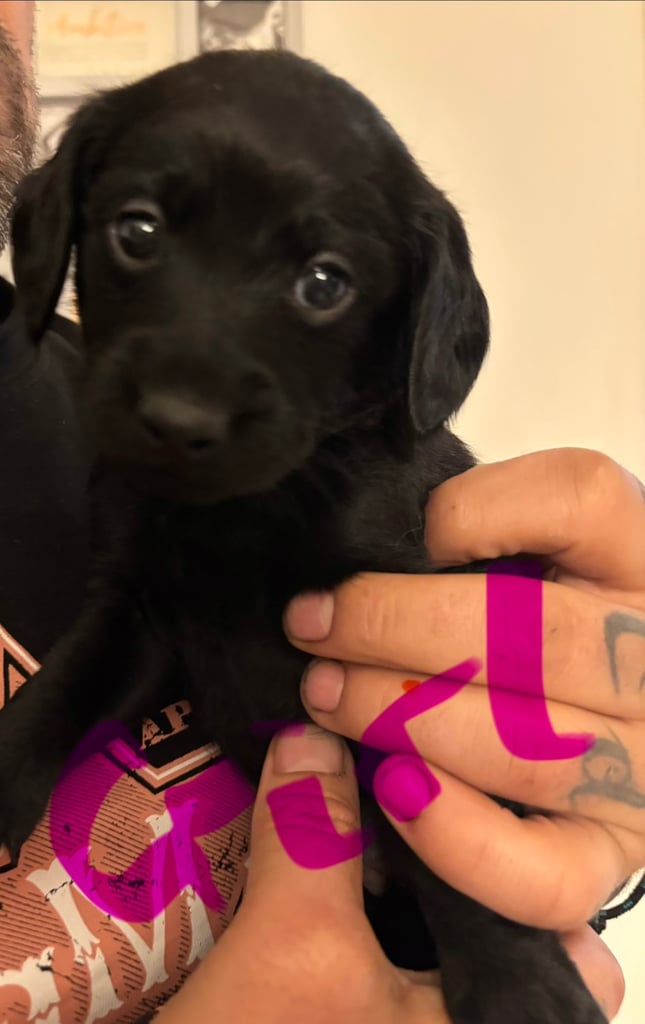 6 beautiful puppies looking for their forever home 