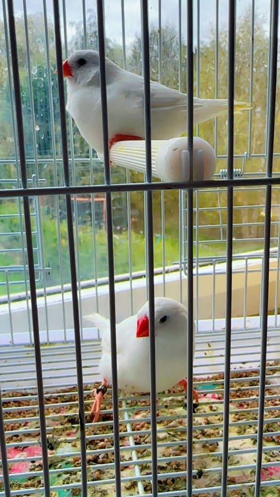 4 PAIRS OF GOOD SIZED ZFS RUNG ZEBRA FINCHES