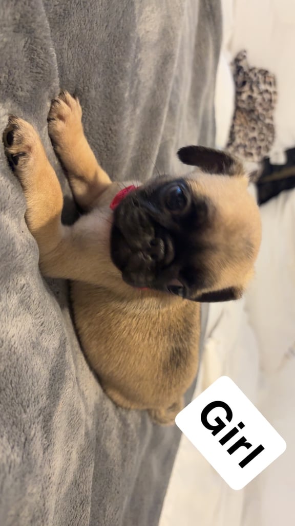Full pedigree pug puppies