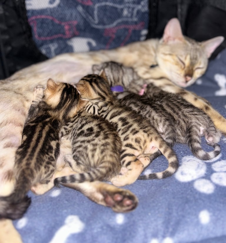 image for Bengal kittens