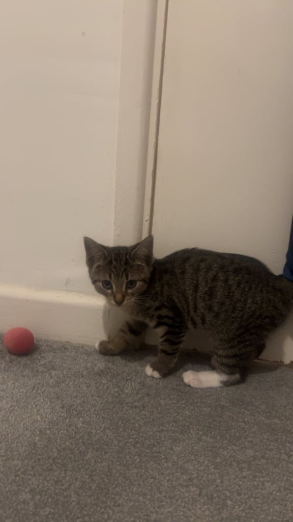 Tabby kittens 