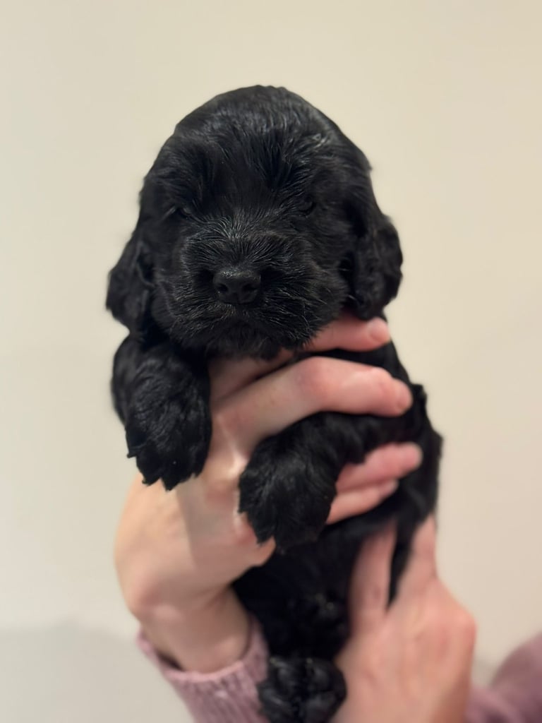 Beautiful black cocker spaniel puppies 
