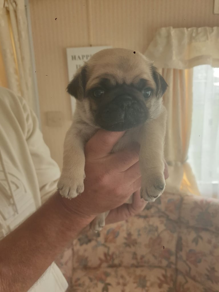 Pug pups litter of 2 girls 