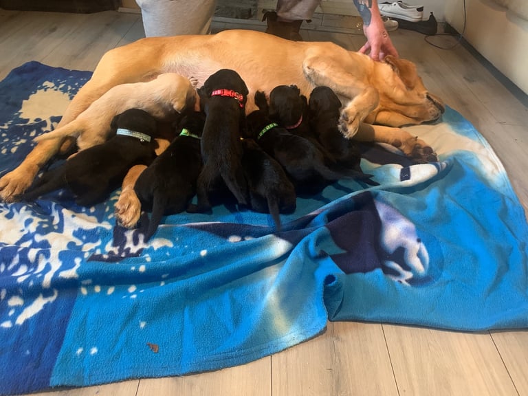 Labrador puppies 
