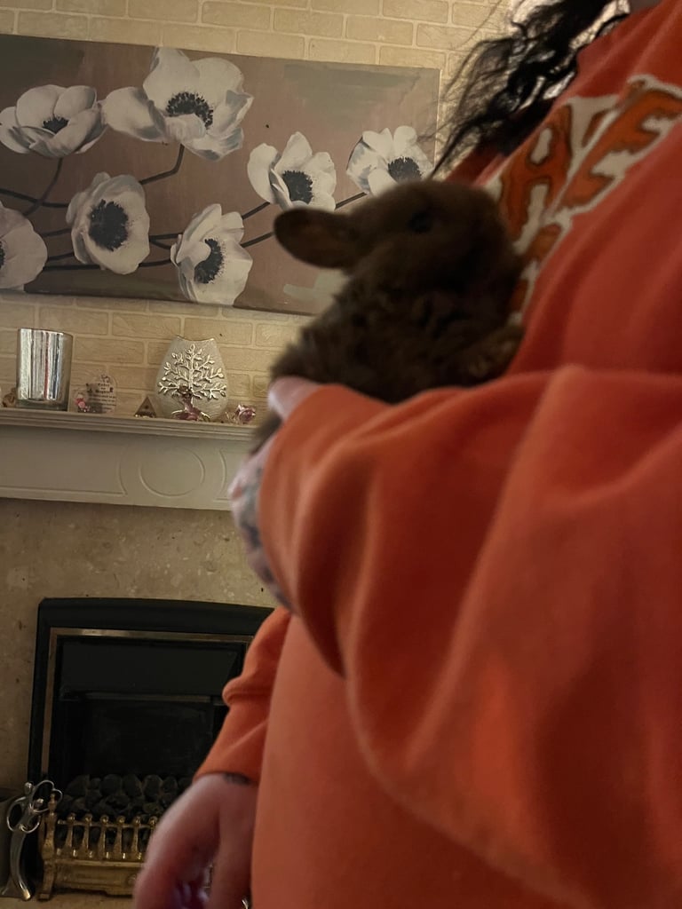 Netherland Dwarf / Minilop 