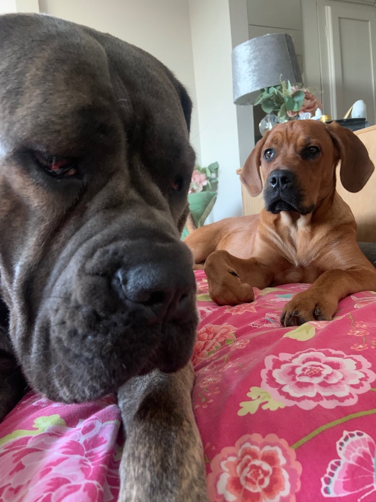 Forever home wanted 