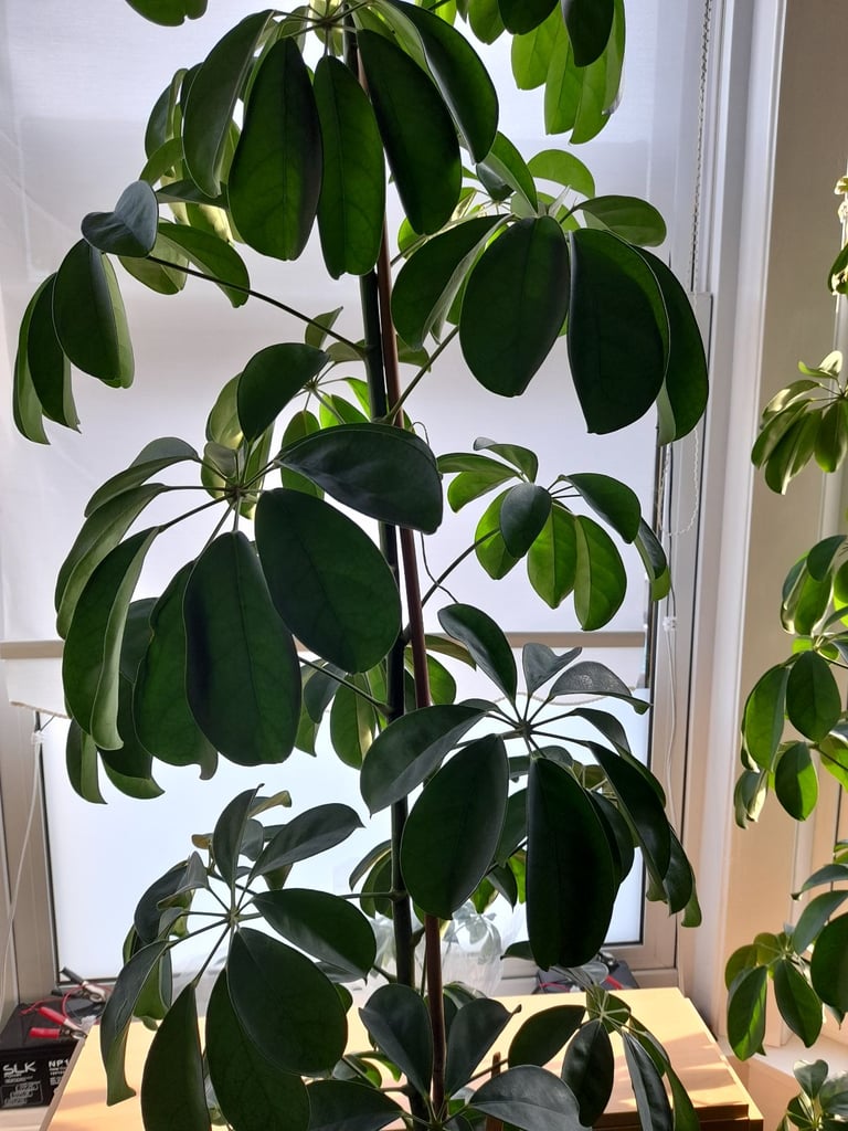 Umbrella Tree Schefflera House Plant 6 Foot/1.8metres Tall