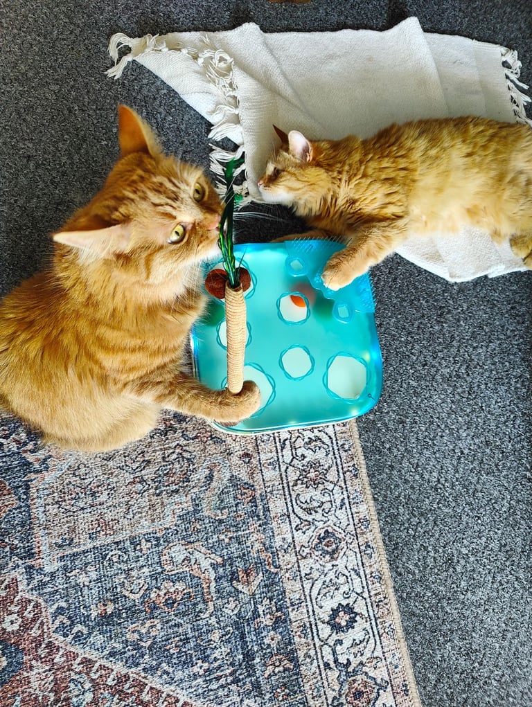 New Migipaws 7 In 1 Interactive Indoor Cat Kitten Toy Motion Sensor Addictive 