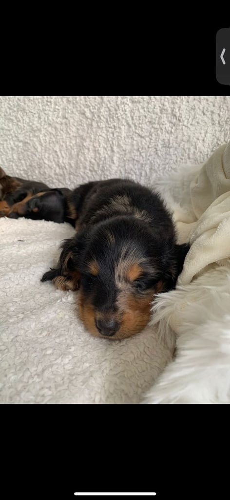 silver dapple Dachshund