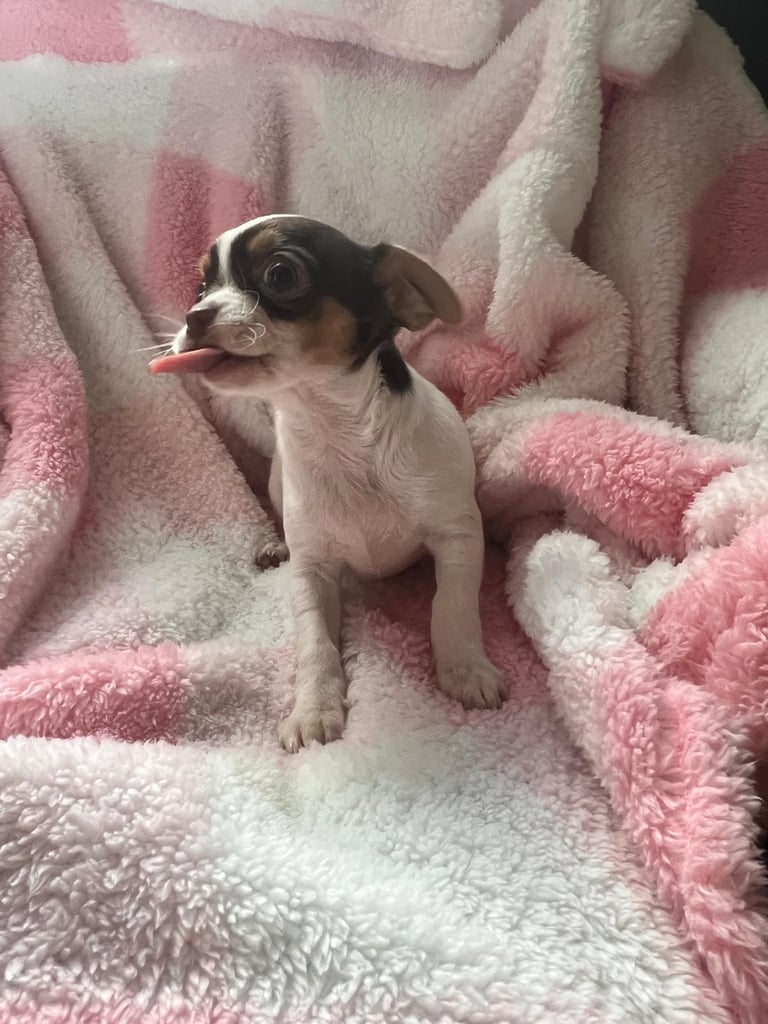 Beautiful chihuahua fur babies male and female