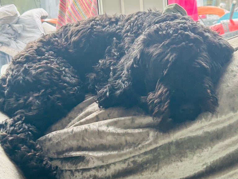 Beautiful Black Female Cockapoo – Loving Family Companion