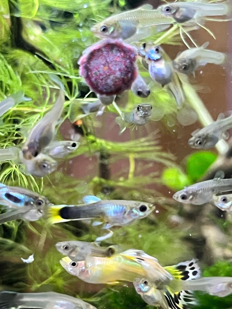 image for Young fancy guppies 
