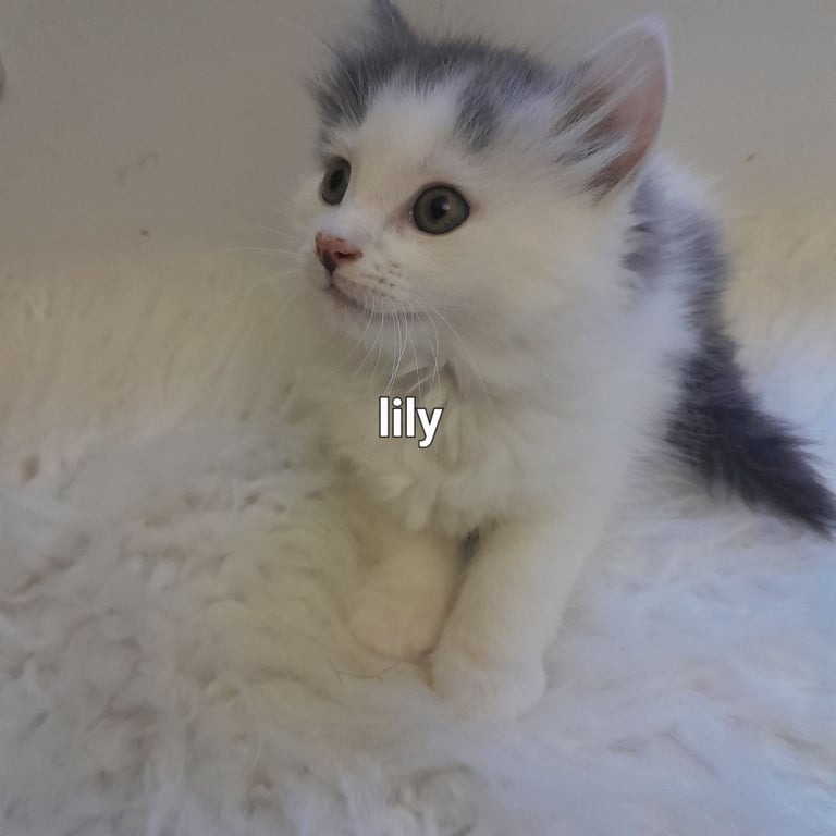  Bi colour white and blue kittens siamese/british shorthair/mix