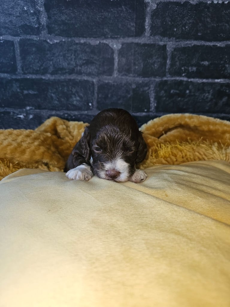 Miniature Cockerpoo Puppys