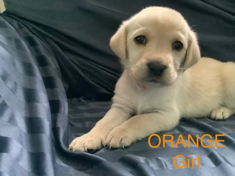 Big Chunky Labrador pups 