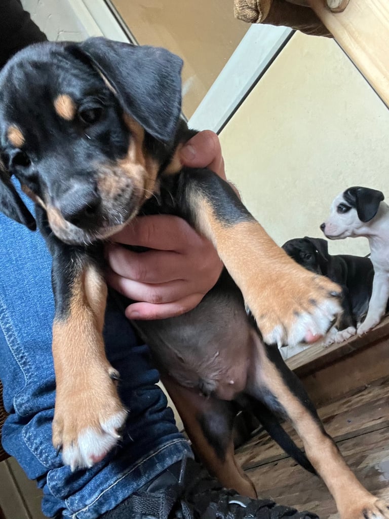 Old Tyme English Bulldog x Sproodle Puppy - Boy