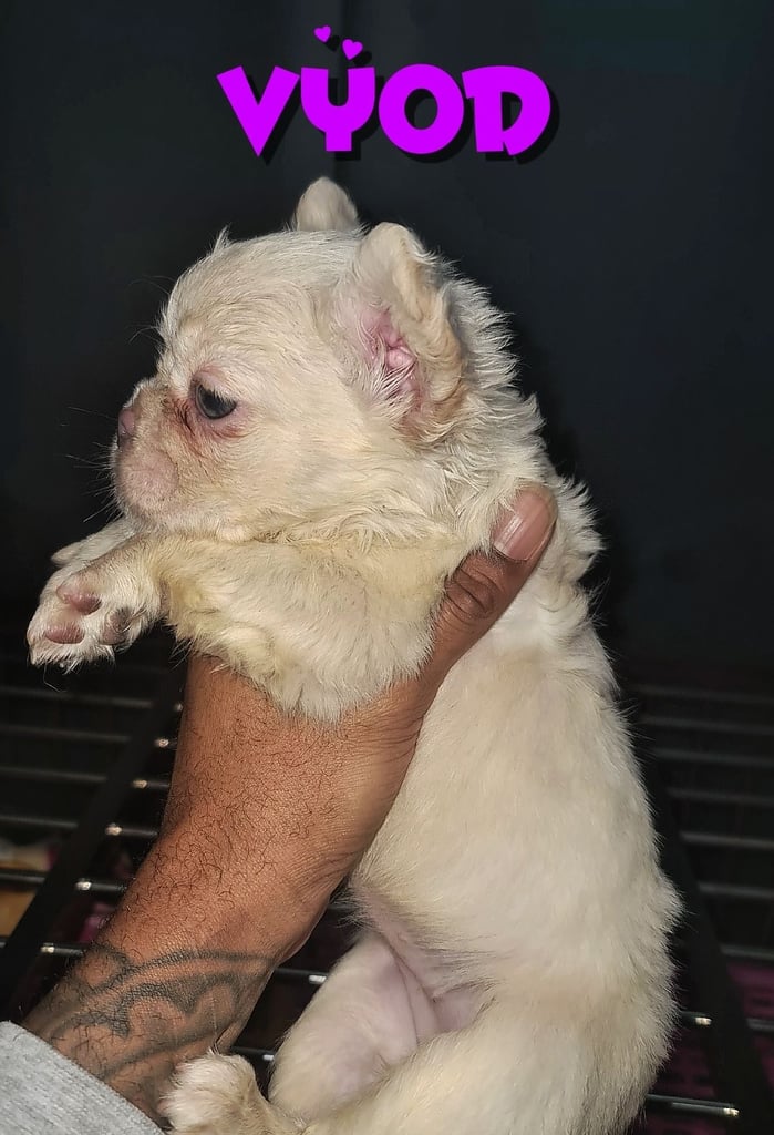  💎 7 Rare Visual Fluffy French Bulldog Puppies – Top Quality, Ready Now! 💎