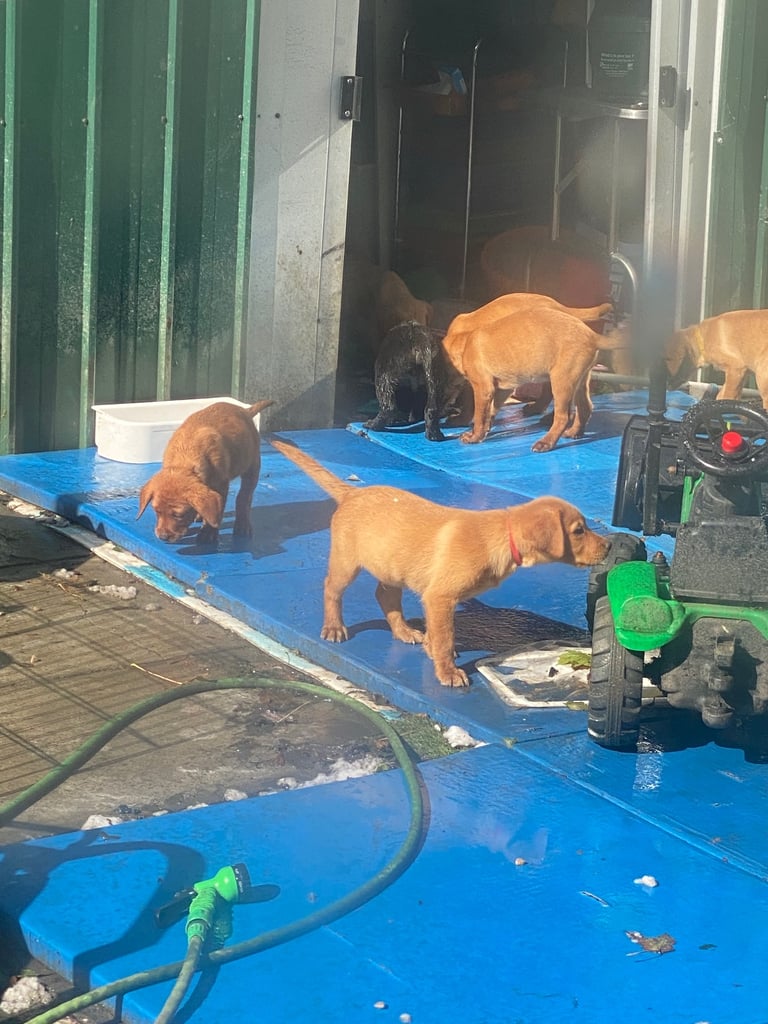 READY NOW Kc reg Labrador puppies both jabs microchip flea worm insured 