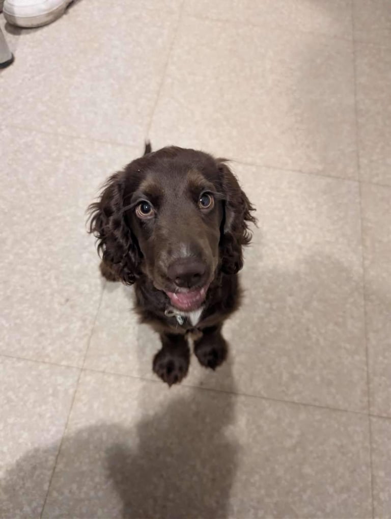 image for Cocker spaniel puppy needing rehomed 
