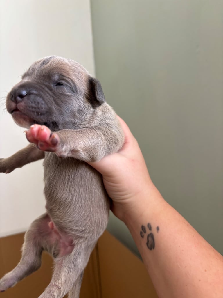 Bull-Herder for sale | 6 boys | 4 Girls