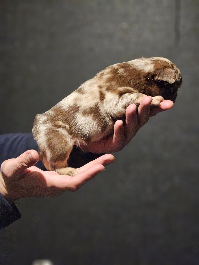 8 beautiful fluffy frenchies 