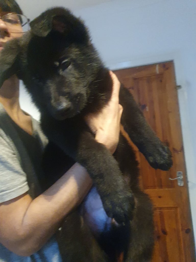 German Shepherd puppy  for sale 