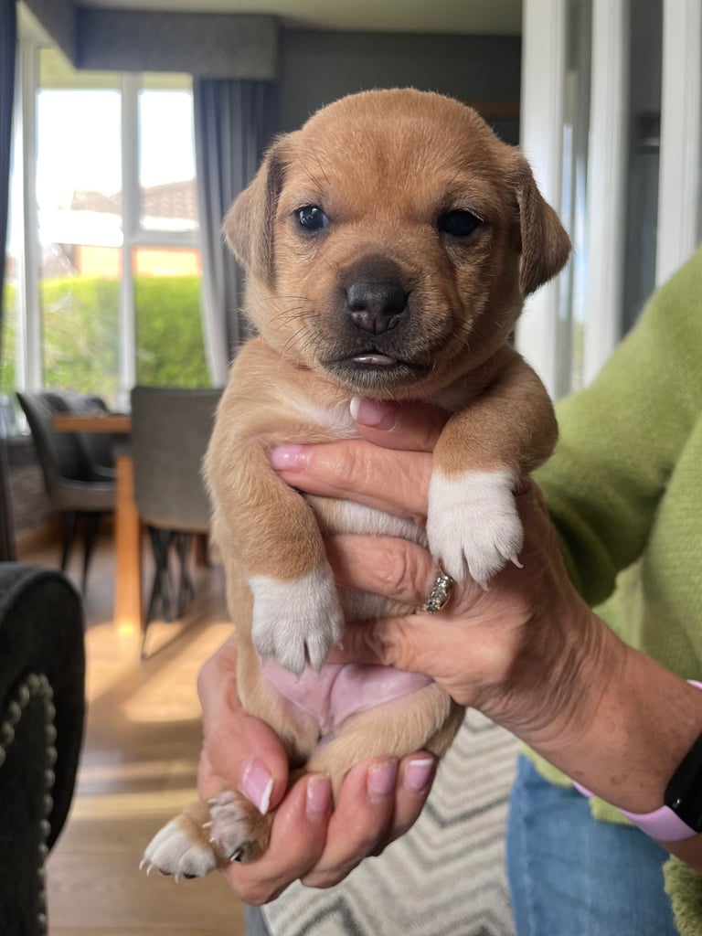Jack Russell Pups