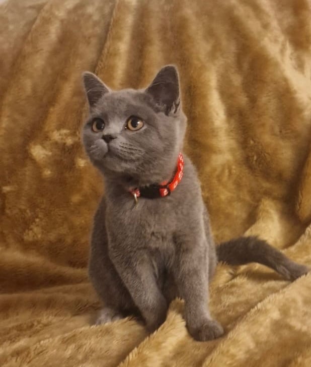 British Shorthair Kitten 🐱 