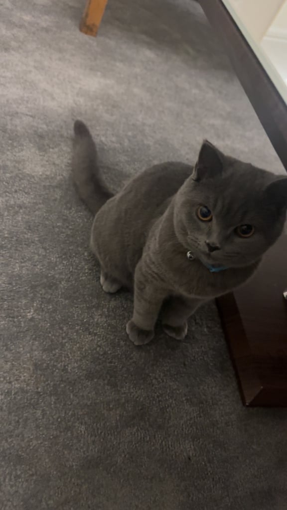 British Shorthair