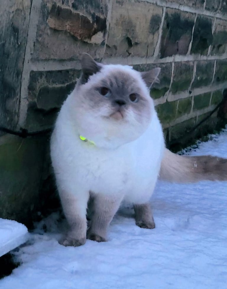 British Shorthair Kittens for sale - Pedigree Lilac and Blue