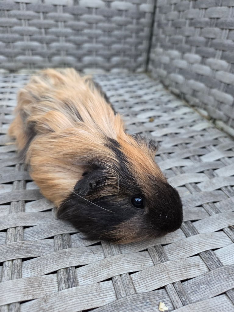 Stunning guinea pig brothers 